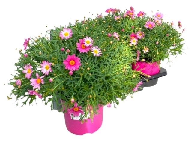 Argyranthemum Frutescens "struik" - ROZE, D 18
