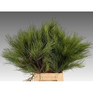 Пинус Стробус 55, шт.