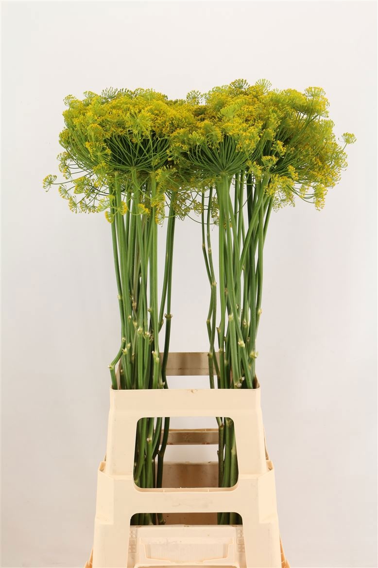 Анетум Гравеоленс 80 (желт.), шт.