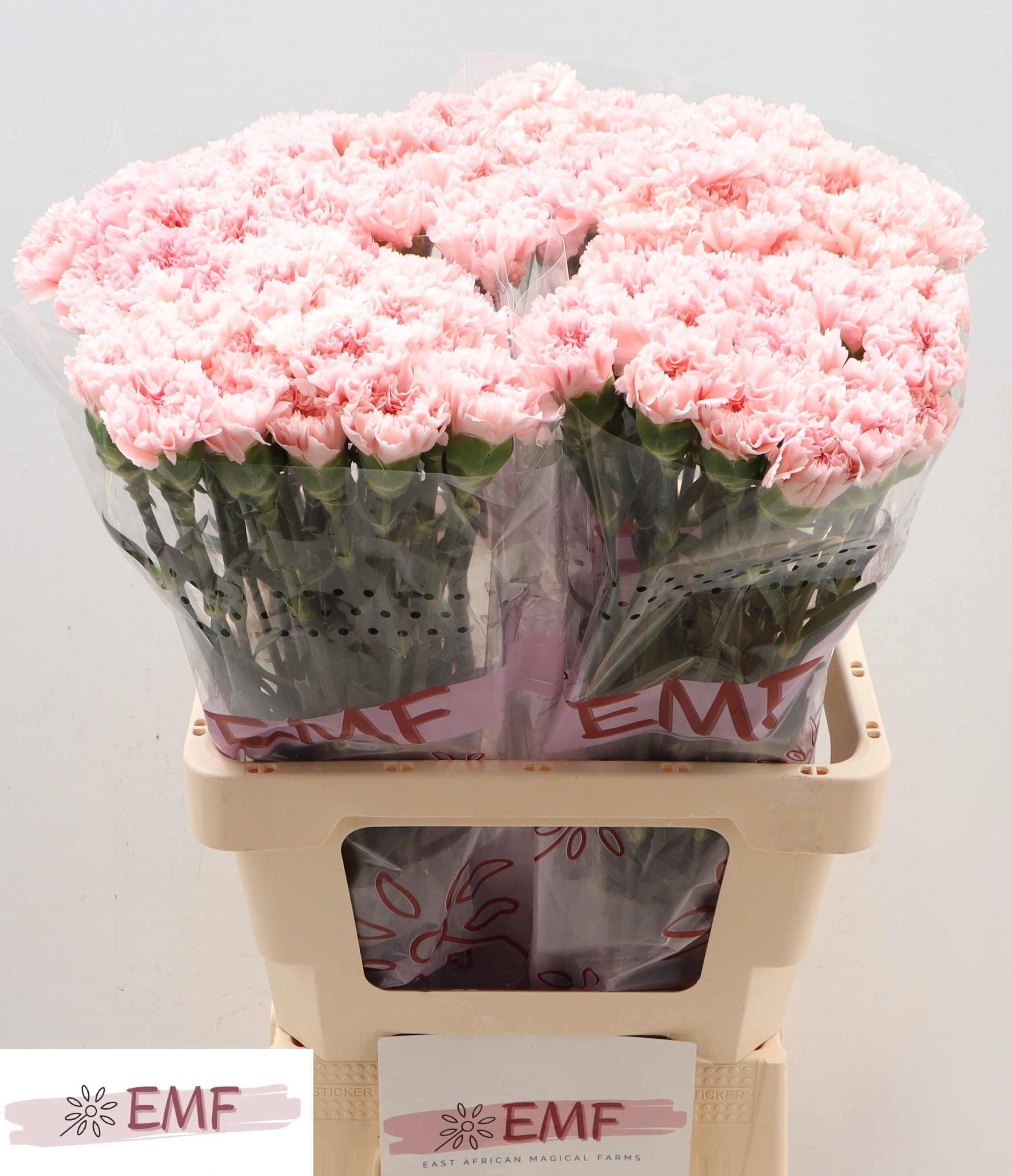 Диантус од. Джоди (роз.), шт. Диантус од. Джоди (роз.), шт.