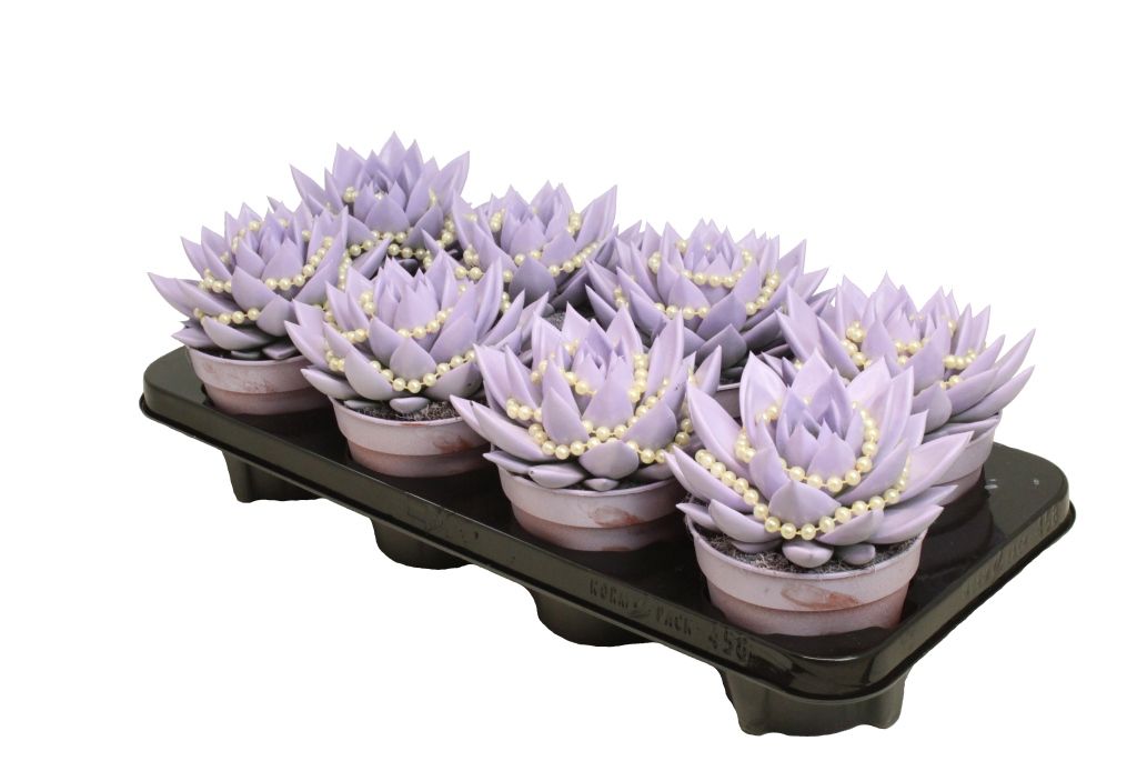 Miranda coloured pastel purple + chain, D 12