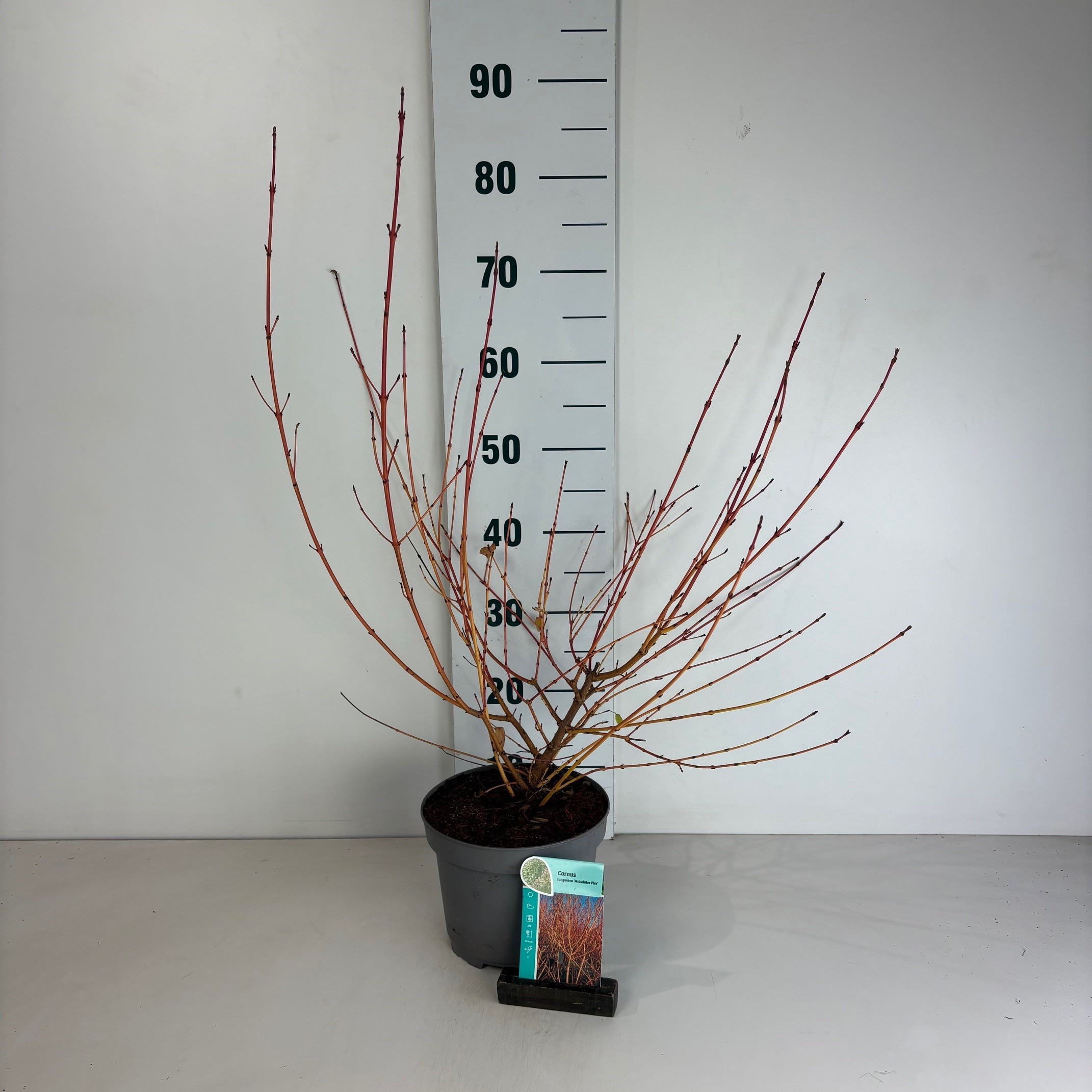 Cornus sanguinea Midwinter Fire, D 20