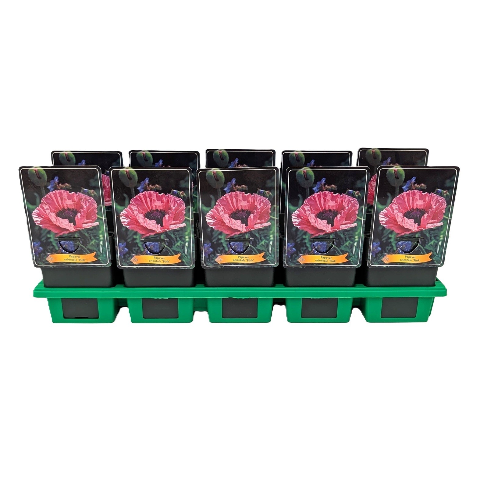 Papaver orientale 'Pink' P11, D 11