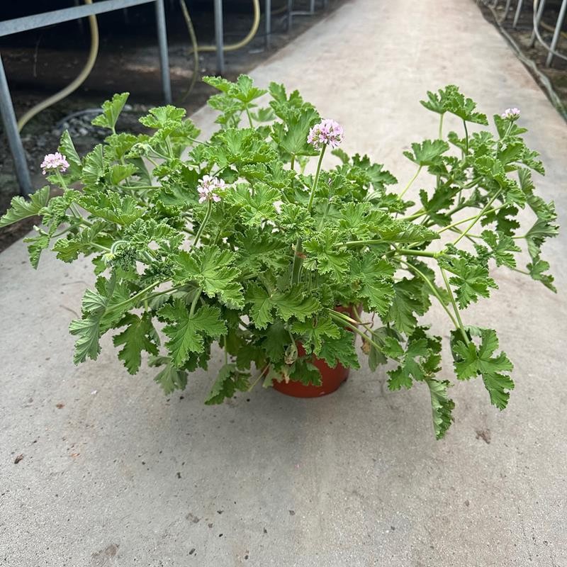 PELARGONIUM GRAVEOLENS H735 Duft Dr.Westerlund, D 19 cm