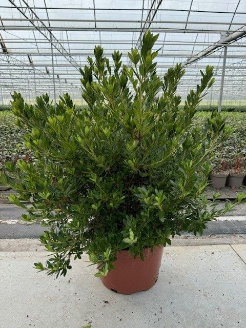 677 LDW : 25 L Pot Azalea Japonica Rood-Roze-Purper, D 52
