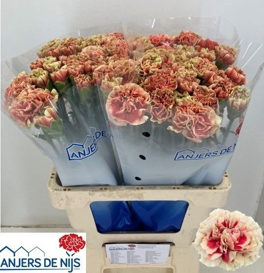 Диантус од. Баруау, шт.