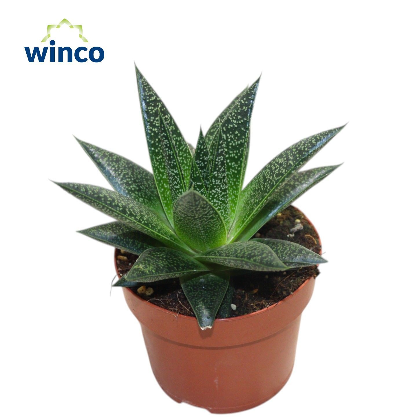 Aloe Flow, D 12 cm Aloe Flow, D 12 cm