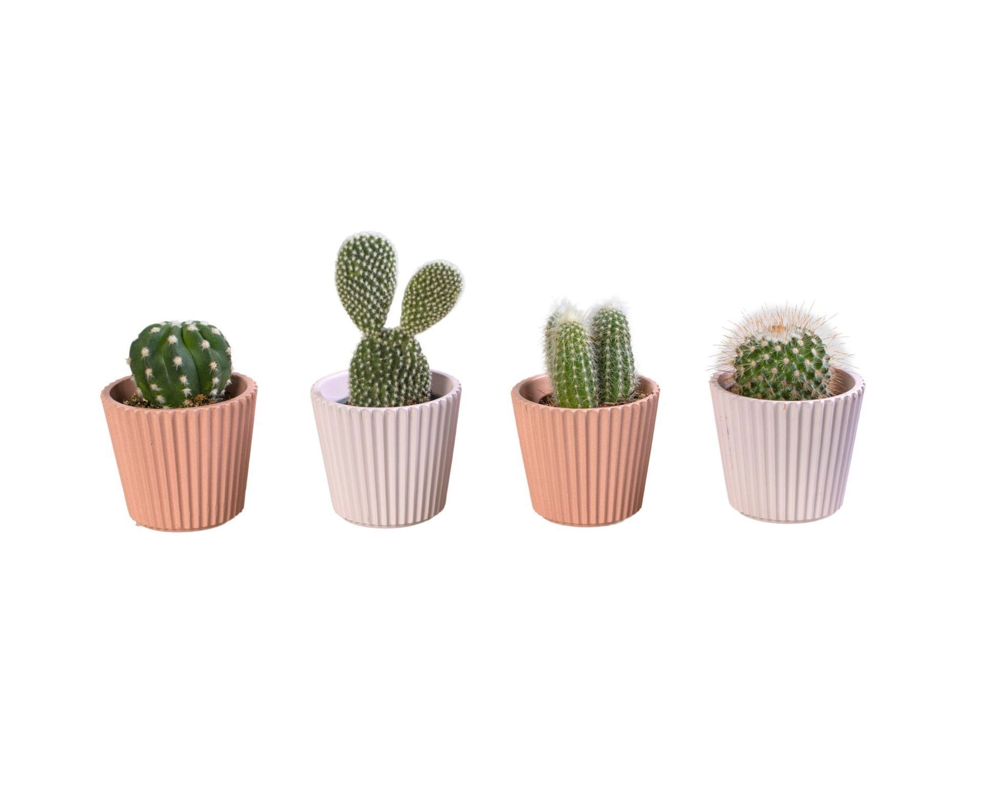 L 65925 with Cactus Mix 6 cm, D 6