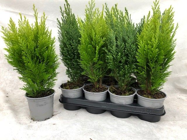 Coniferen overig gemengd, D 10,5 cm