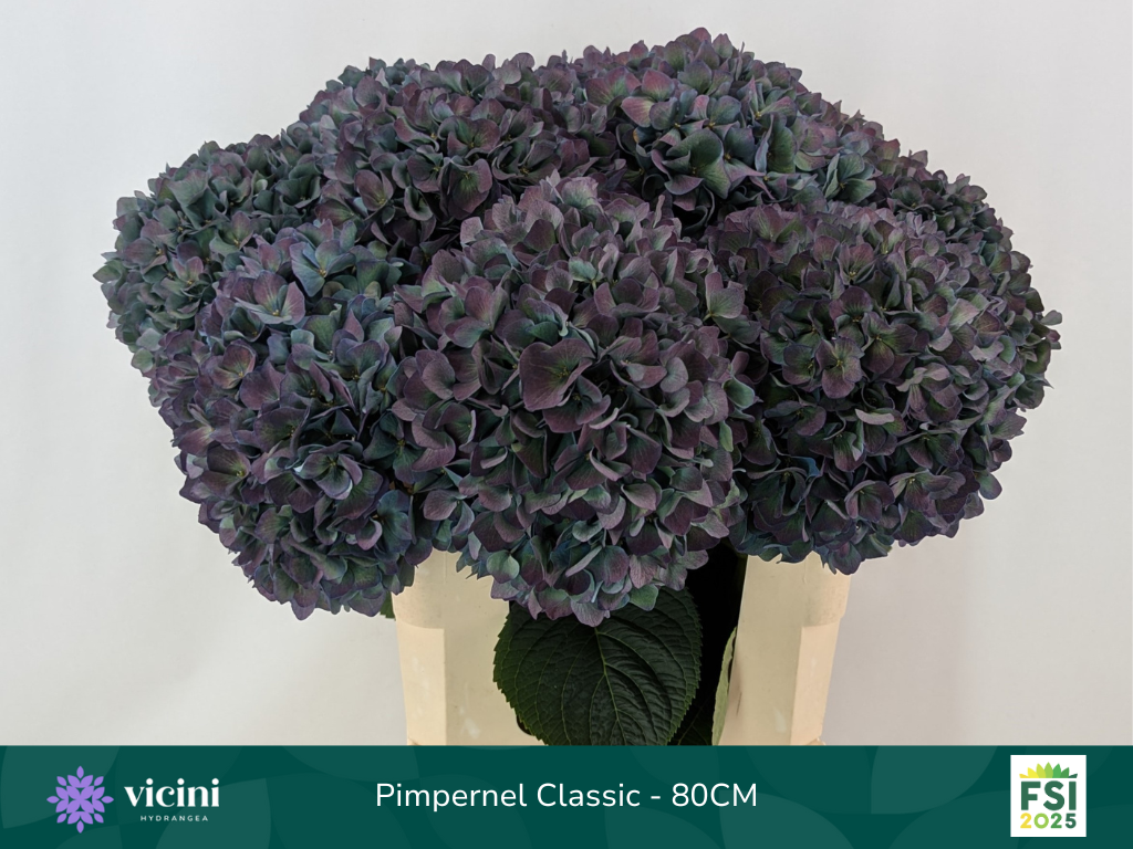 Гортензия Пимпернел Классик 80, шт.