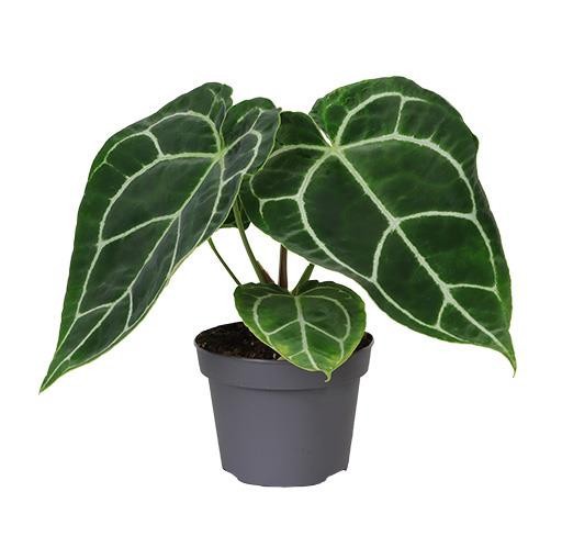 ANTHURIUM ANDRAEANUM-HYBRID Crystallium, D 12 cm ANTHURIUM ANDRAEANUM-HYBRID Crystallium, D 12 cm