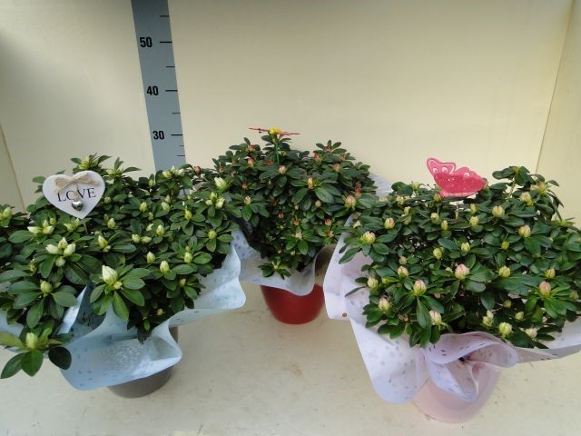 azalea indica keramiek 35 cm, D 15