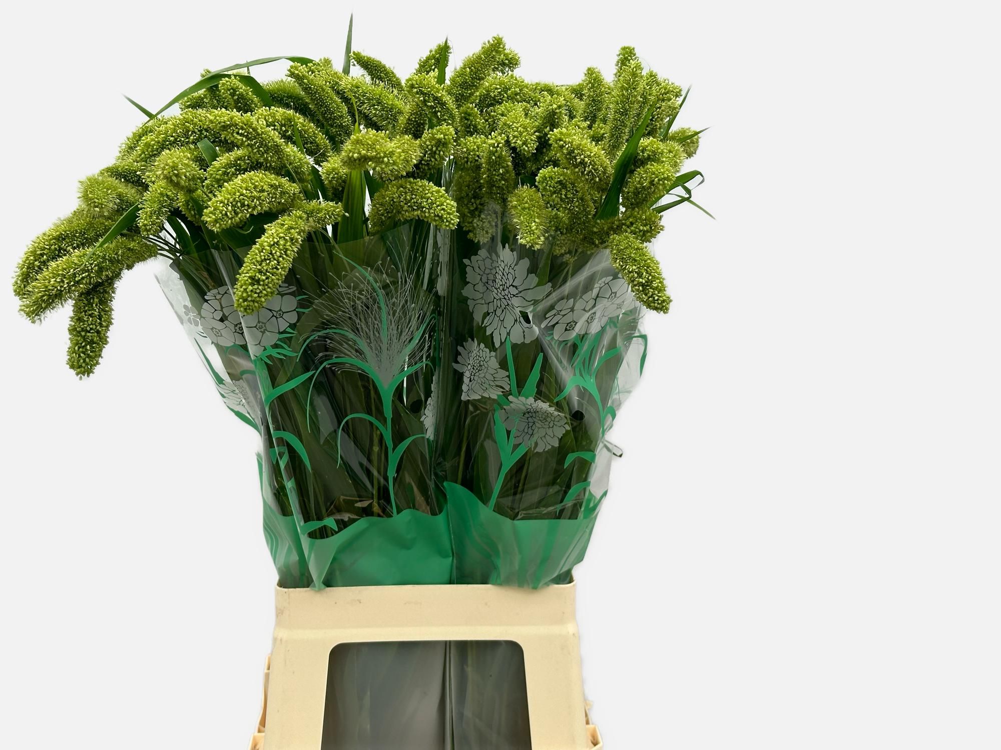 Сетария Италика Волле Мелк 70, шт.