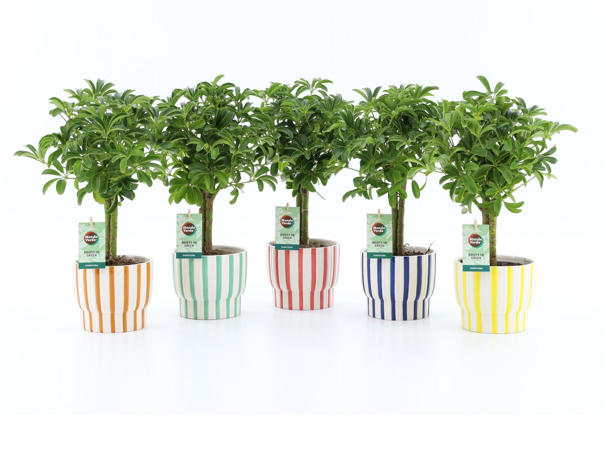 Schefflera Luseana in Pastel Stripe keramiek, D 13