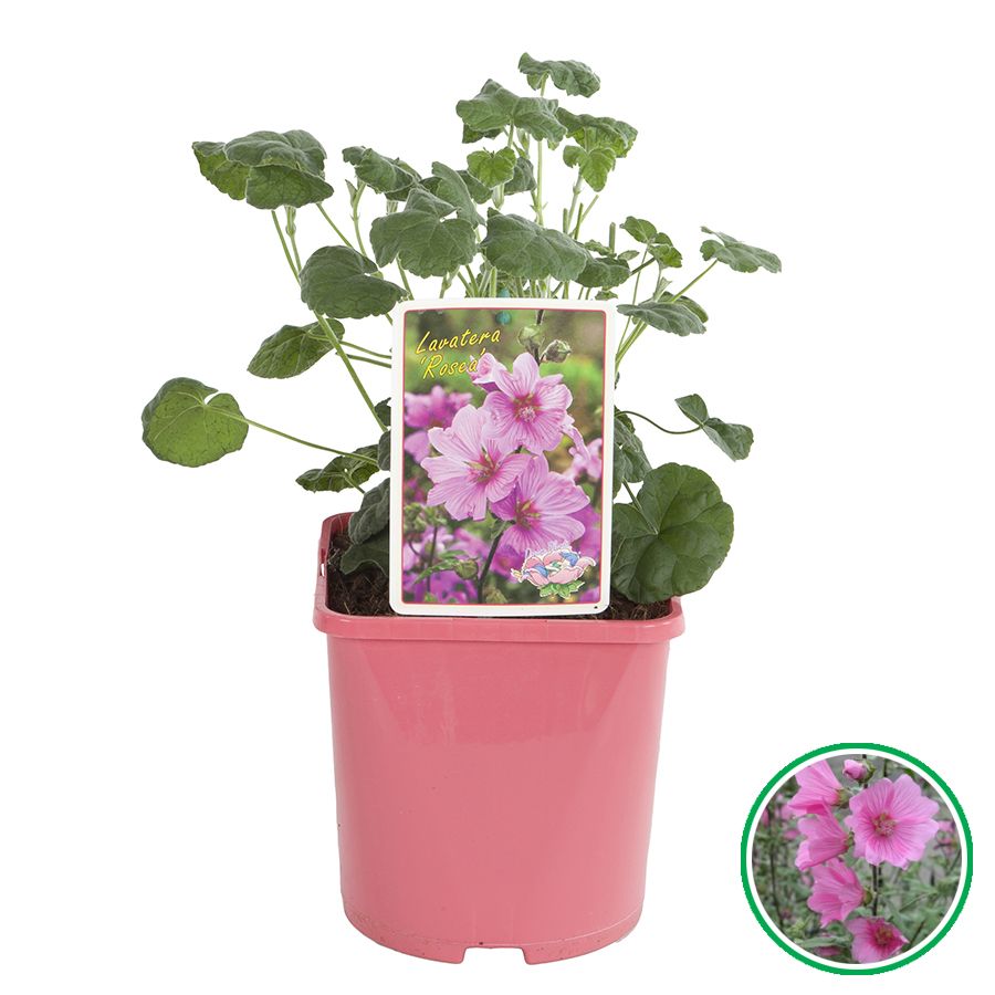 Lavatera 'Rosea'® C3 (19cm.), D 19