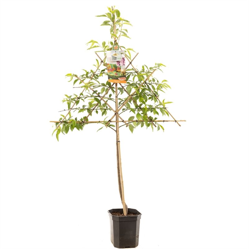Prunus persica Peregrine leivorm Perzik, D 24