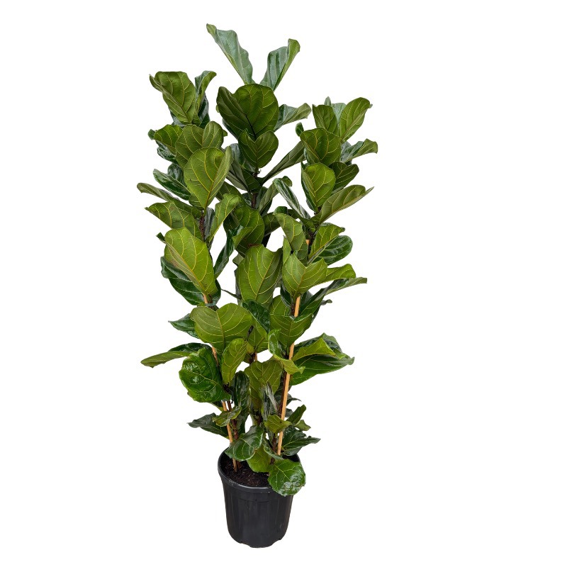 Ficus Lyrata toef - 180cm, D 30 cm