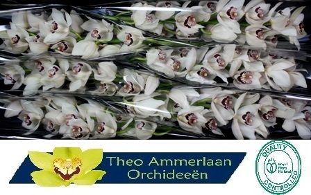 Цимбидиум Миссис Эсми x6 80, шт.