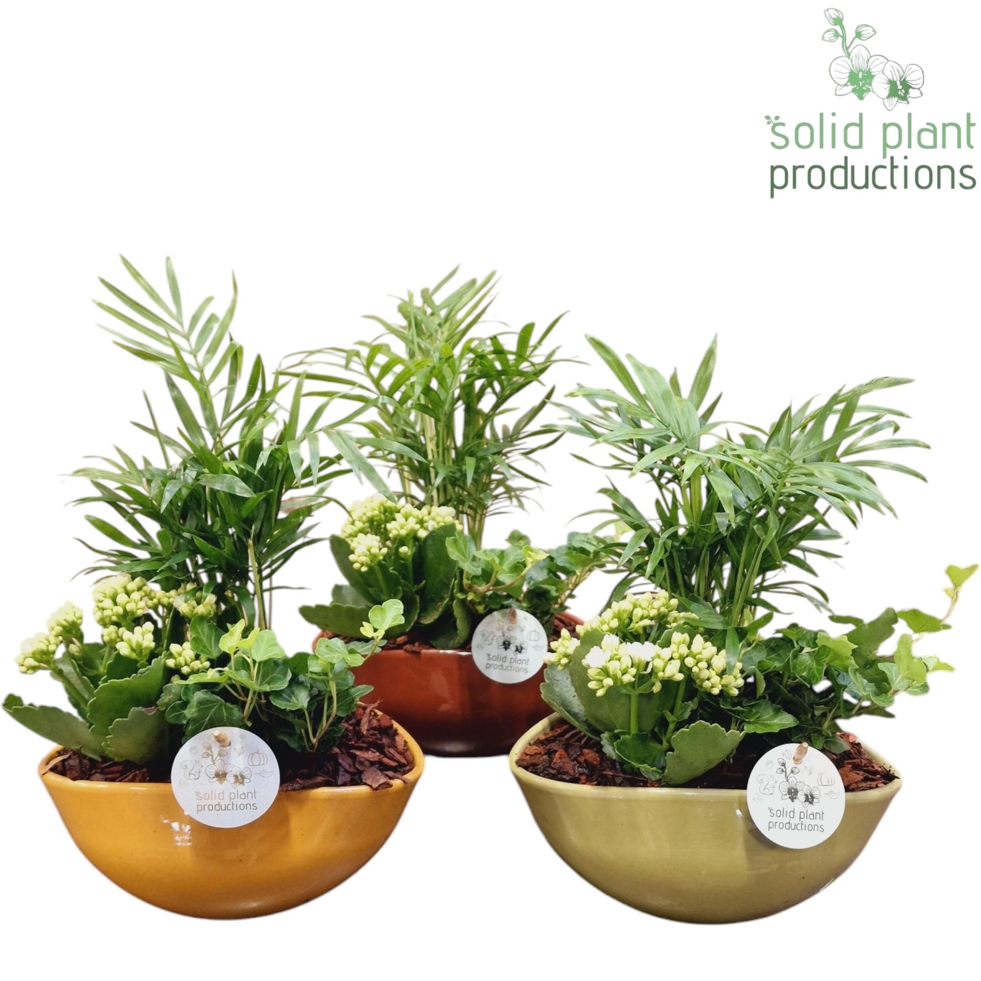 CHK015 Evelyn 3 PP Mix, D 22