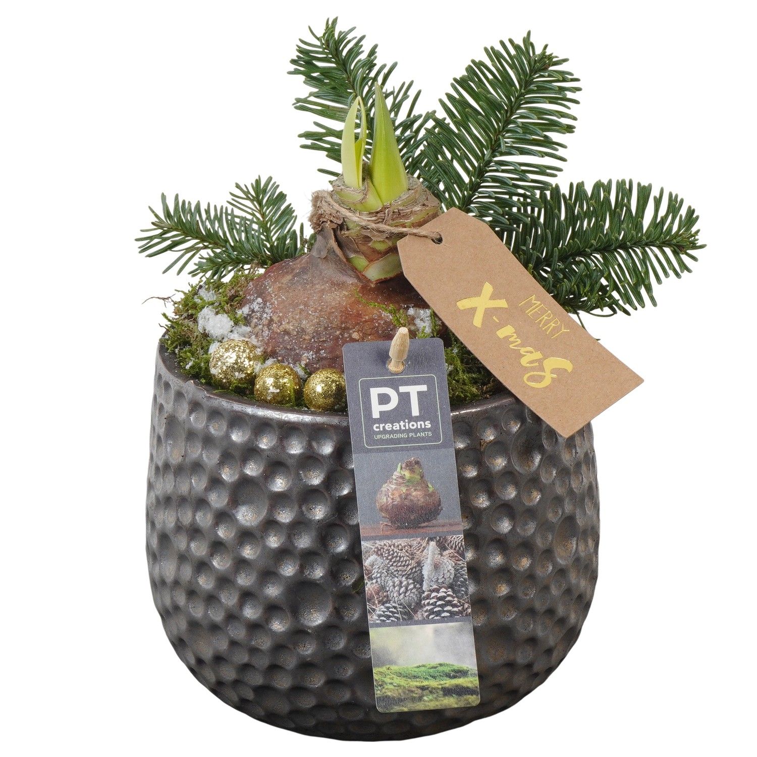 PTACH5833 Arrangement Amaryllis Christmas in keramiek pot, D 13 cm PTACH5833 Arrangement Amaryllis Christmas in keramiek pot, D 13 cm