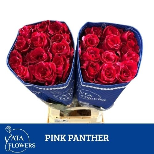 Роза од. Овериг 70, шт.