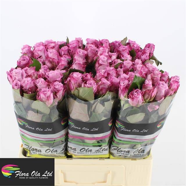 Роза од. Маритим 60, шт.