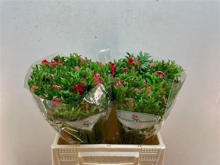 Анемон Галил Рэд 40 (красн.), шт.