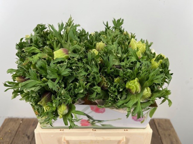 Анемон Рэйнбоу Лилак 35 (лаванд.), шт.