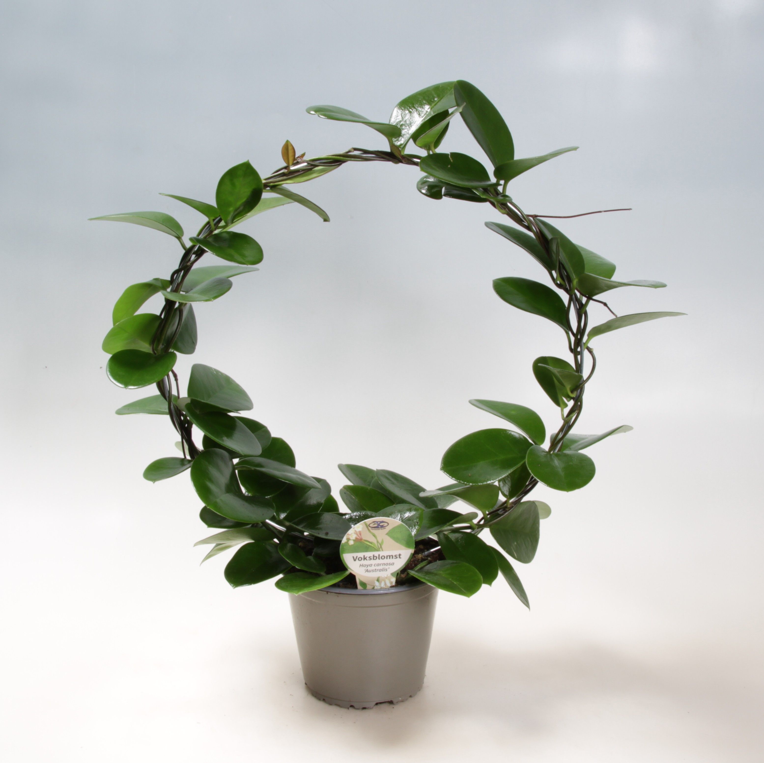 Hoya Australis Boog 14 cm, D 14 cm Hoya Australis Boog 14 cm, D 14 cm