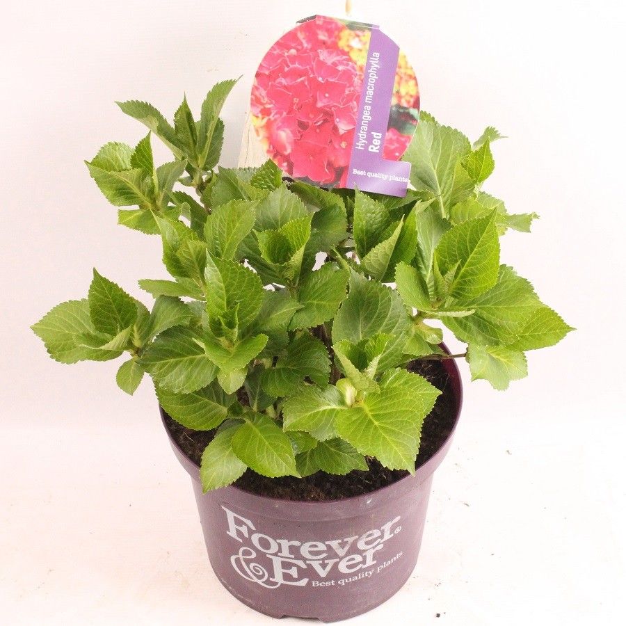 Hydrangea Forever&Ever® Red, D 23