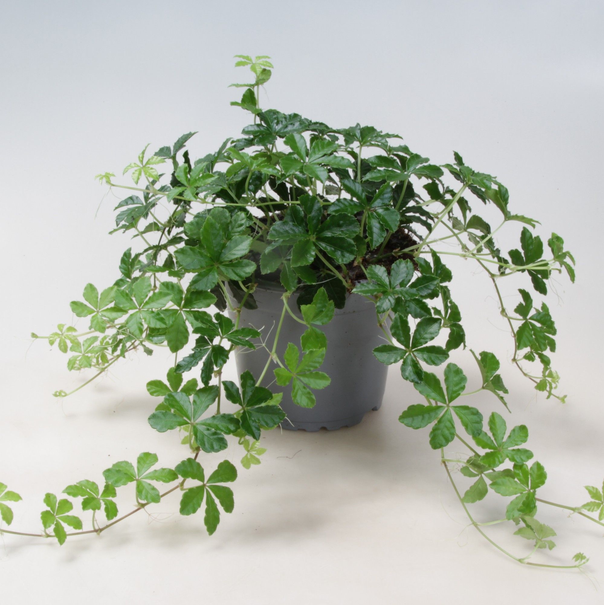 Cissus Striata ranks 12, D 12