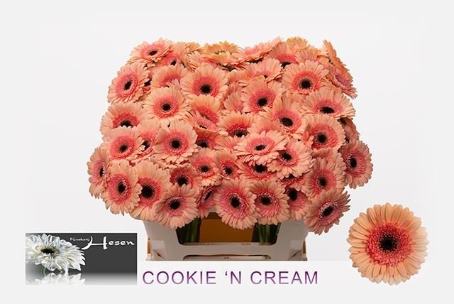 Гермини Кукис Энд Крим, шт.