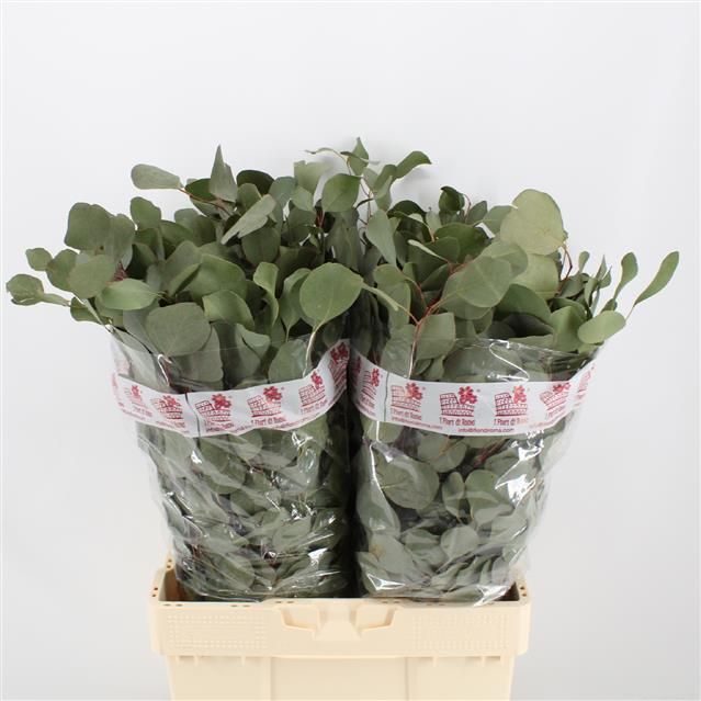 Эвкалипт Палиантемос за пучок 60, пуч.