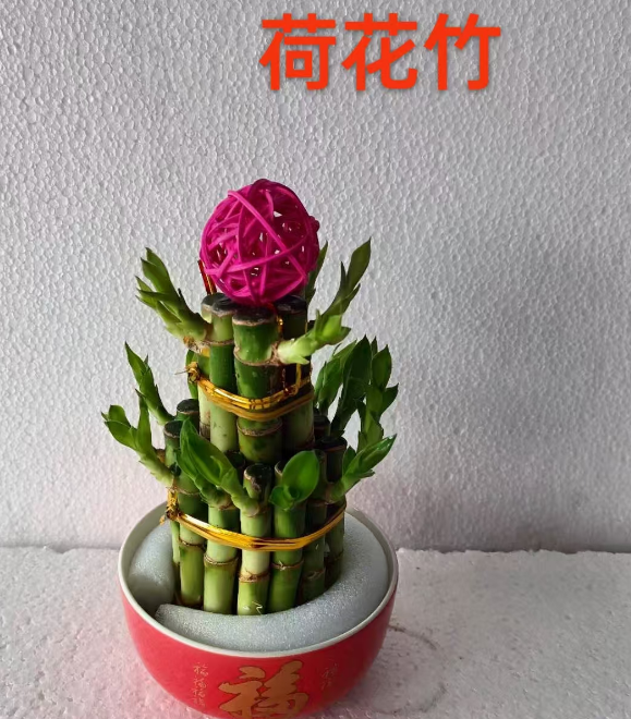 Драцена Сандериана Лотус энд Бамбук (Ф Кэрактер Плантер) 11 18