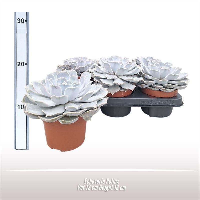 Echeveria Pollux, D 12