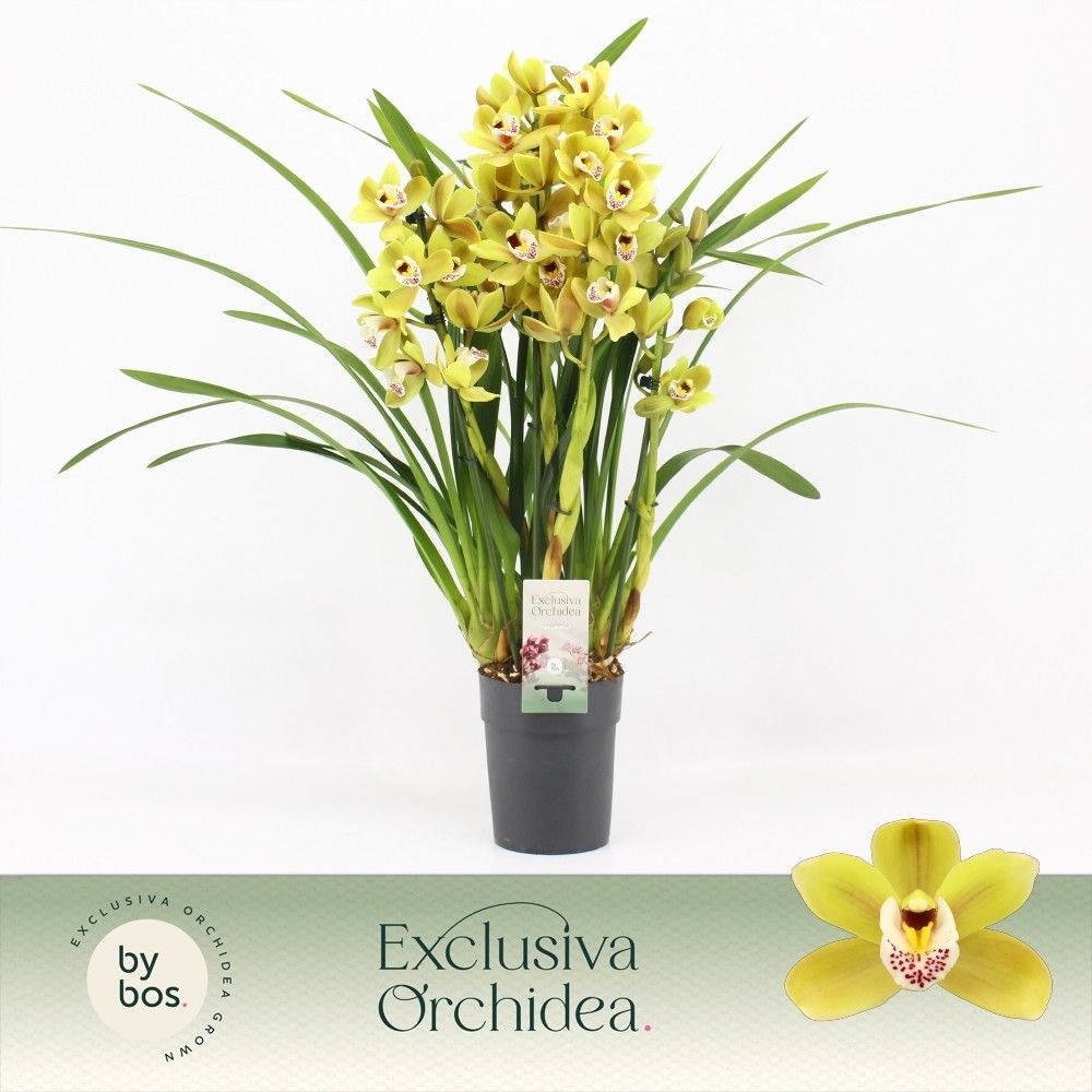 Cymbidium, Anna 4-spike P14 'Exclusiva Orchidea', D 14