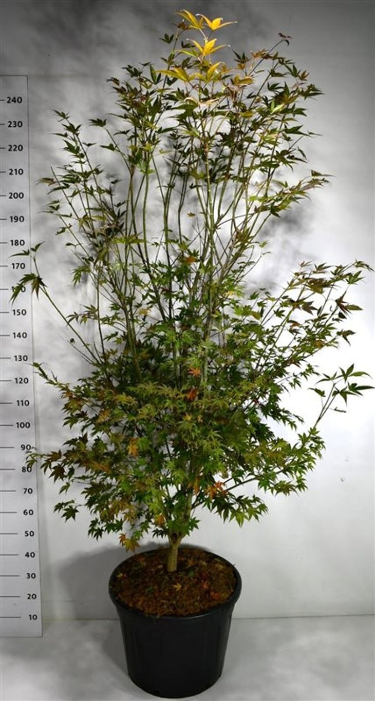 Acer pal. 'Atropurpureum', D 55