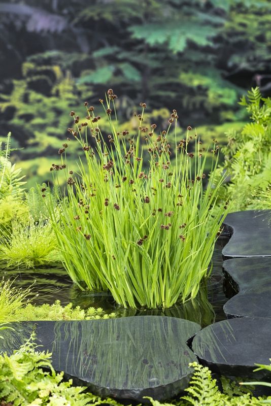 Juncus encifolius (18x18), D 18