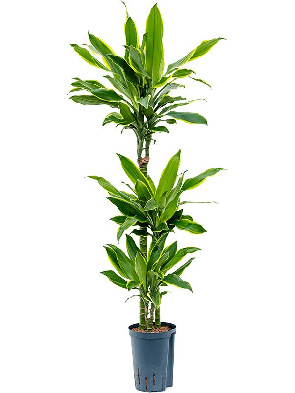 Dracaena fragrans 'Golden Coast', D 15