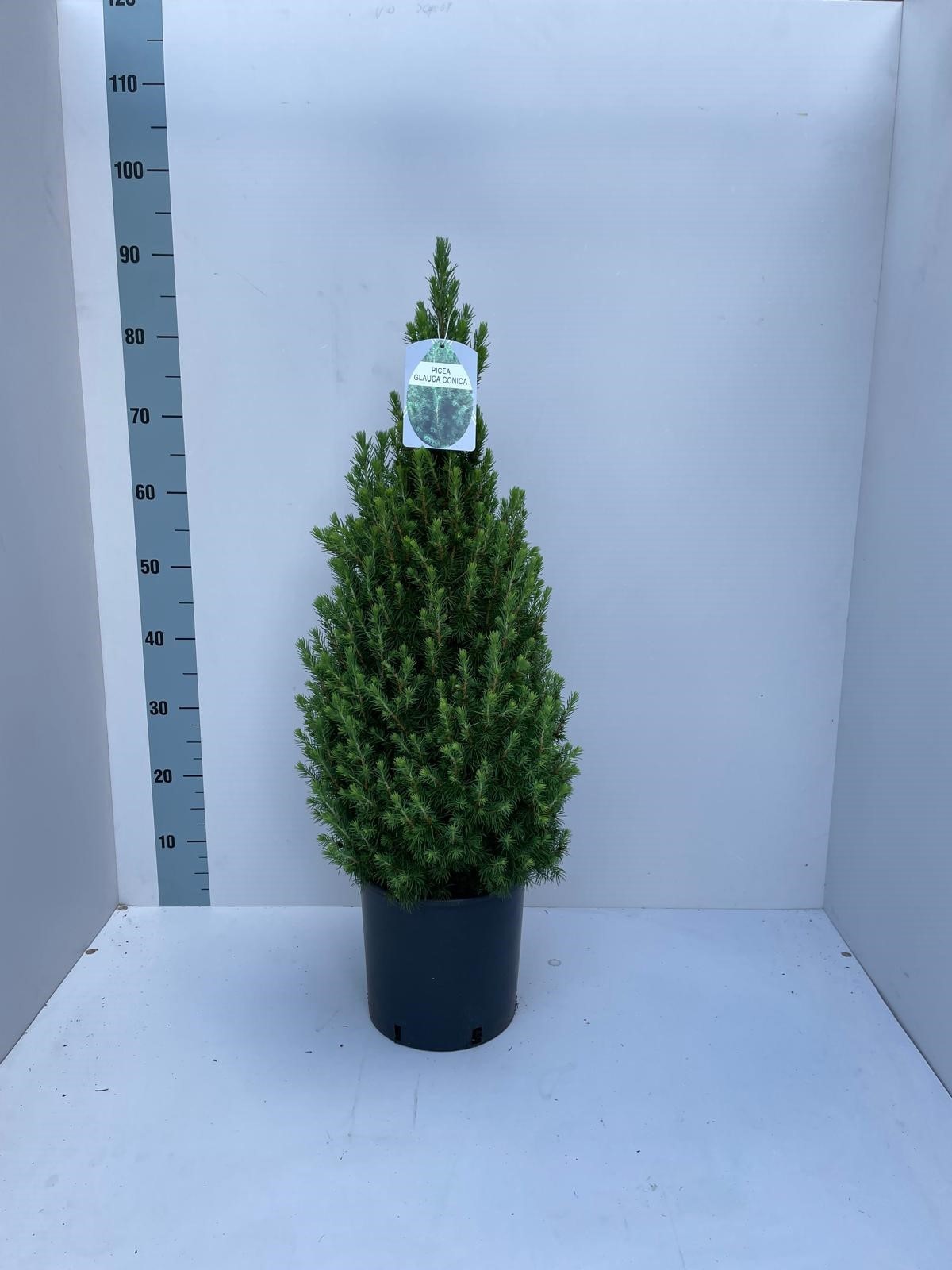 Picea glauca Conica 'December' 60-70 5L, D 22 cm