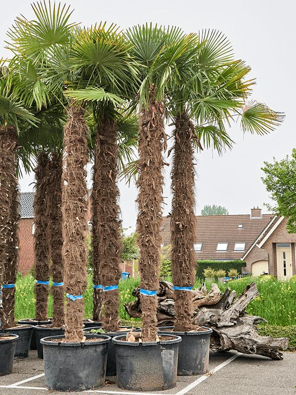 Trachycarpus fortunei, D 100