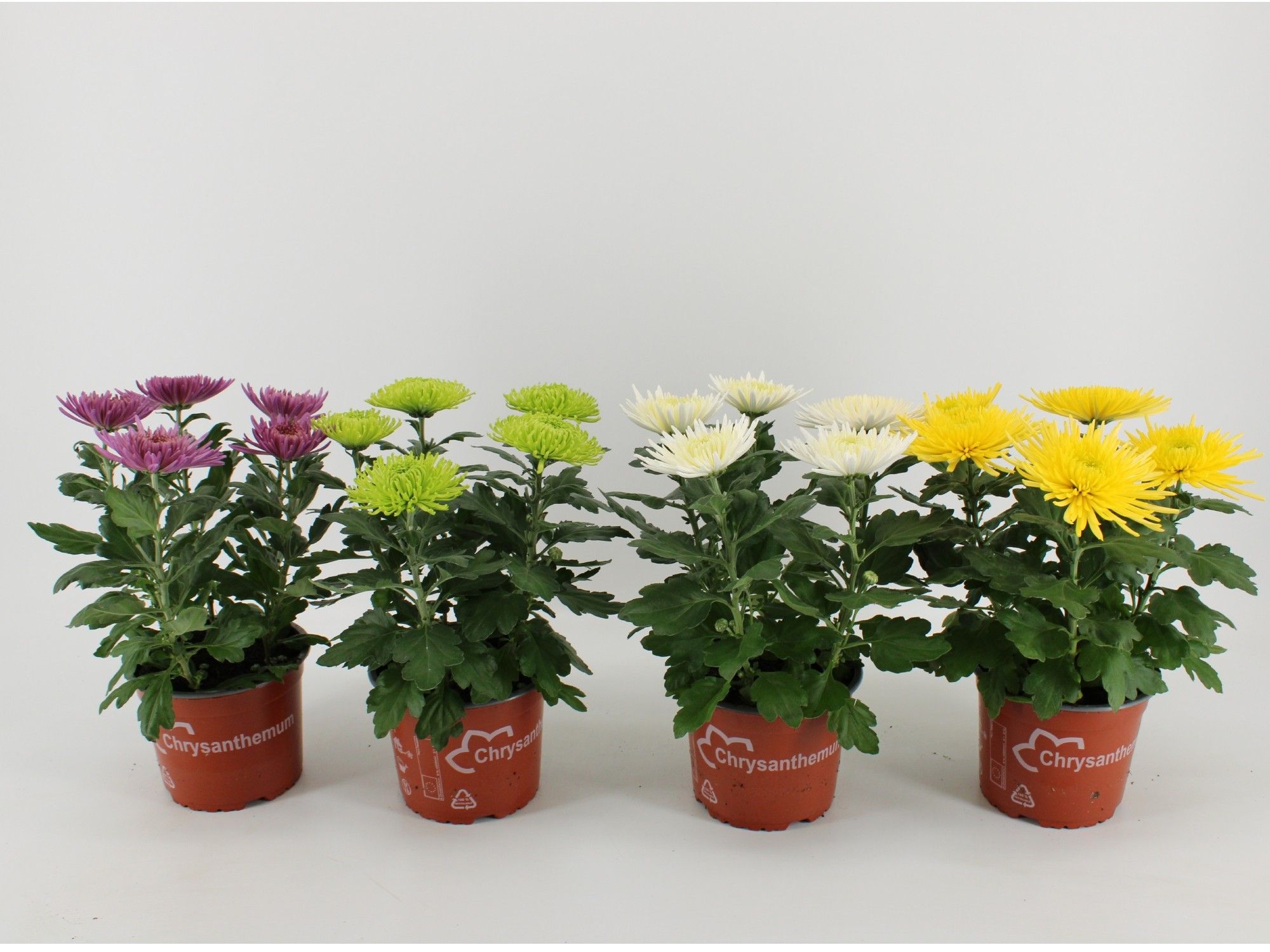 Chrysant Anastasia Gemengd, D 15