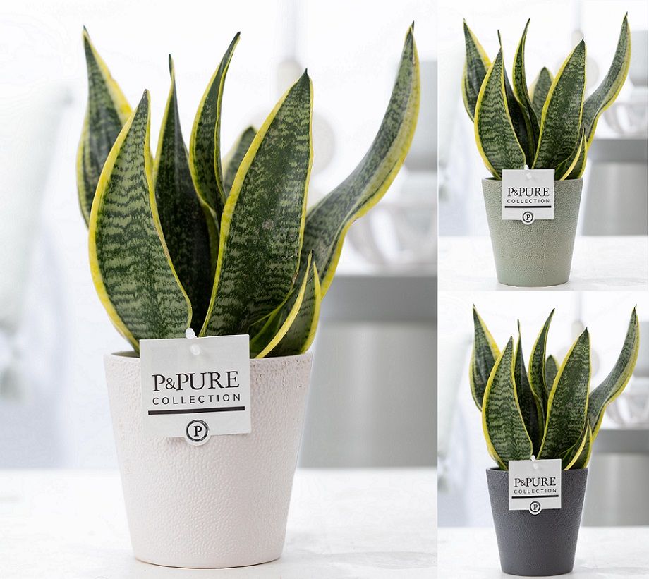 Sansevieria Trif. "Futura Superba" in P&PURE Ruby cer. 3 ass., D 12
