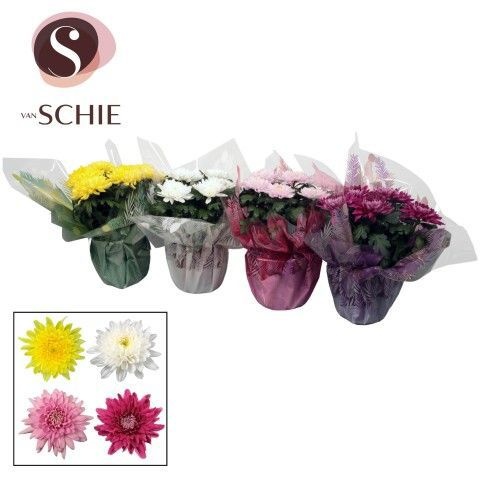 Ch Zembla Next Mix P17 Rondella GARDEN LOVE, D 17 cm Ch Zembla Next Mix P17 Rondella GARDEN LOVE, D 17 cm