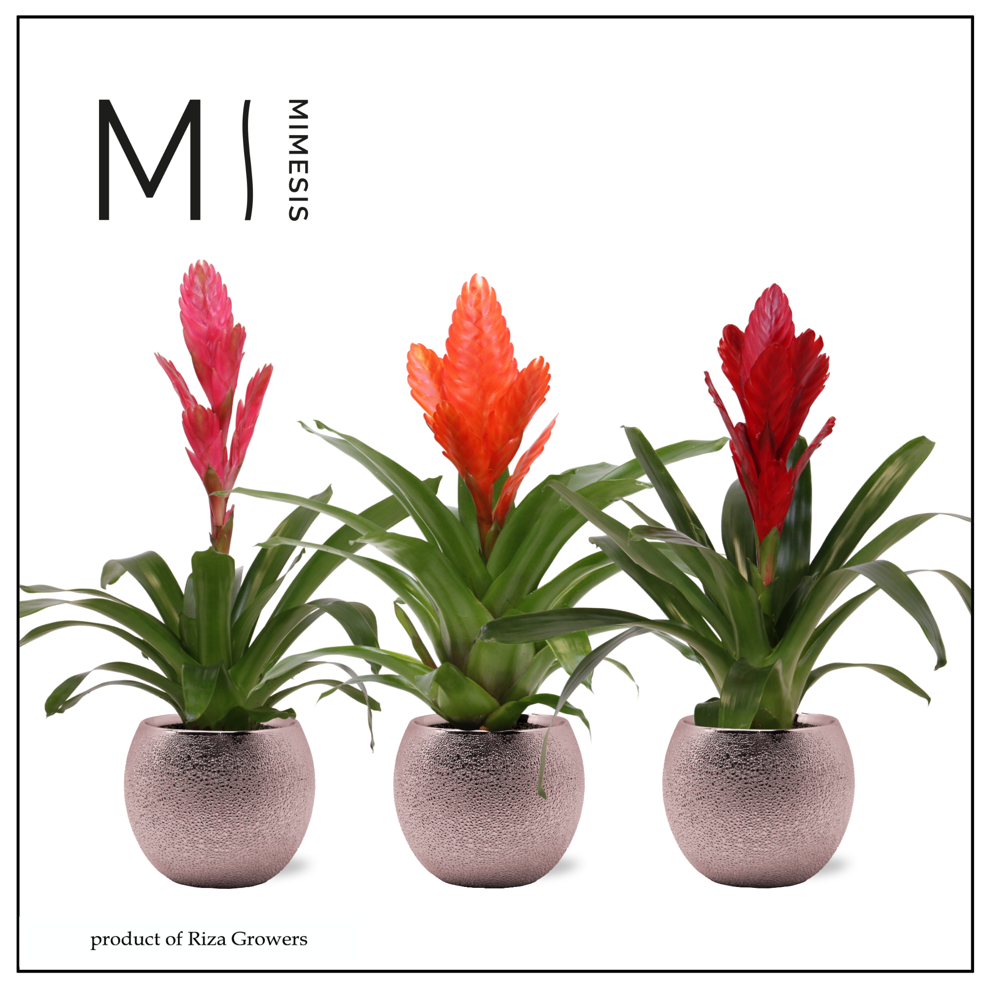 Vriesea Stylish - 12cm in Bolivia Bubbel Rosé | Mimesis, D 12