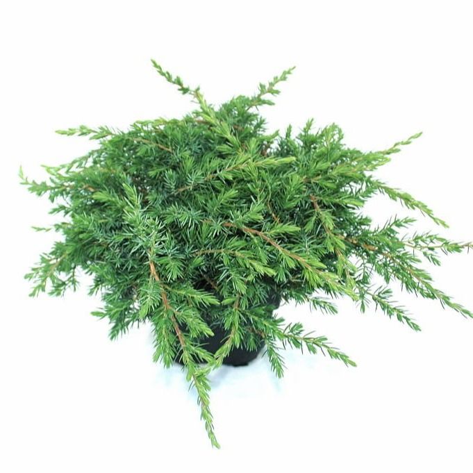 Juniperus conferta 'Schlager' P17, D 17