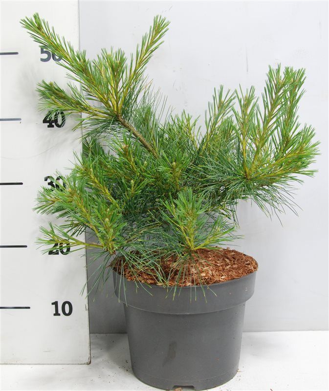 Pinus strobus 'Blue Shag', D 23