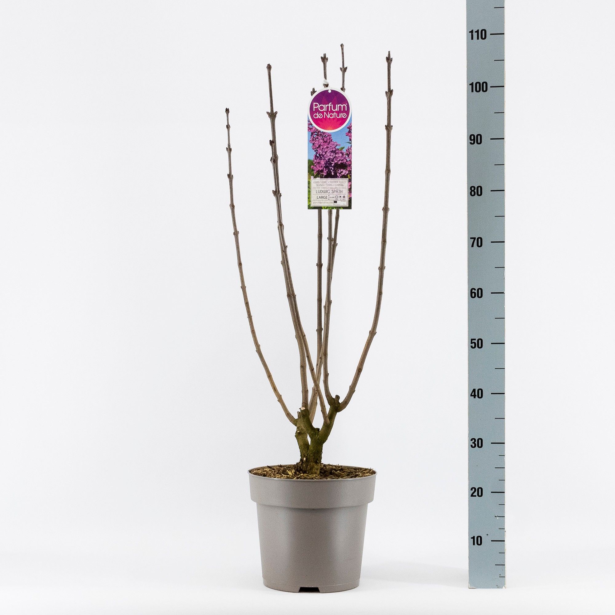 Syringa vul. And. an Ludwig Späth, 2-jarig, C10 Solitair, D 27