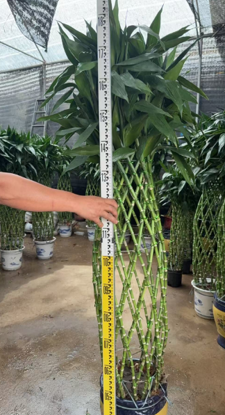 Драцена сандериана Медиум Йеллоу Бамбук Баскет 32 180