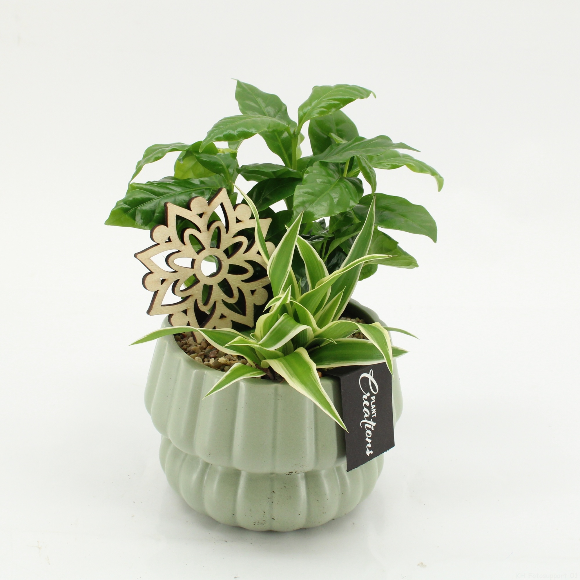 GRCR-2641 Green Essentials, D 14